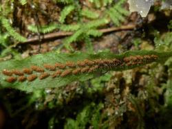 Notogrammitis pseudociliata. Fertile frond with scalloped margins, bearing shorter hairs on the lamina surface and longer hairs in the sori.
 Image: L.R. Perrie © Leon Perrie CC BY-NC 3.0 NZ